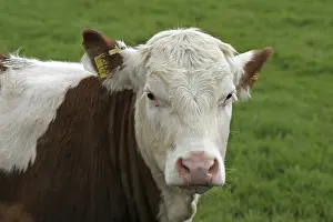 Deserted Farm Animal Drucke: Brown spreckled cow
