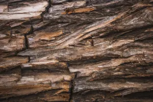 Weathered Wood Texture Drucke: Detail brown trunk