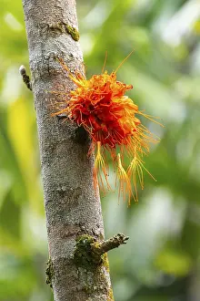 Inflorescence In Bloom Drucke: Brownea macrophylla, flowering on tree