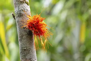 Deserted Tree Blossom Drucke: Brownea macrophylla, flowering on tree