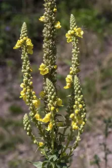Yellow Flowering Plants Drucke: Brownroot, large-flowered mullein
