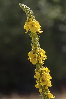Yellow Flowering Plants Drucke: Brownroot, large-flowered mullein