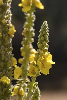 Yellow Flowering Plants Drucke: Brownroot, large-flowered mullein