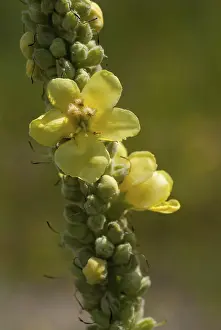 Yellow Flowering Plants Drucke: Brownroot, large-flowered mullein