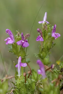 Scrophulariaceae Plant Drucke: Brownroot, lice herb, pedicularis sylvatica