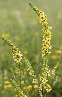 High Resolution Plant Images Drucke: Brownroot plants, dark mullein