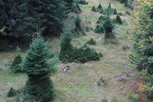 Even Toed Ungulate Habitat Drucke: Browsing by red deer