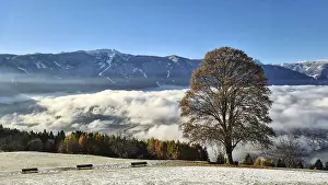 Deciduous Trees In Autumn Drucke: Bruneck