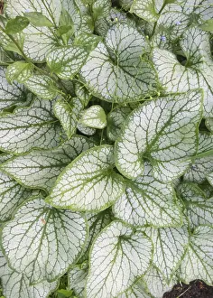 Multicolored Landscape Photo Drucke: Brunnera patterned leaves in the garden