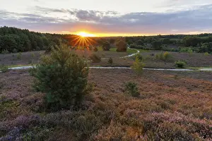 Central Europe Nature Scenery Drucke: Brunssumer Heide, Netherlands