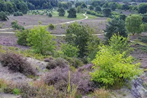 Central Europe Nature Scenery Drucke: Brunssumer Heide, Netherlands