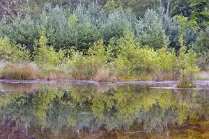 Central Europe Nature Drucke: Brunssumer Heide, Netherlands