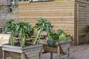 Urban Agriculture Drucke: Brussels sprouts