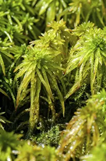 Moss Covered Landscape Drucke: Bryophytina, cuspidata, deciduous mosses