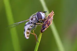 Bilder Datiert 8. Juli 2024: Large fronted hoverfly print