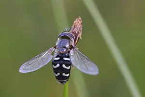 Bilder Datiert 8. Juli 2024: Large fronted hoverfly print