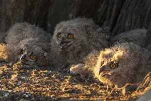 Drucke von Bubo bubo, Adleraugenente, Adleraugenente, Atmosphäre, Vögel, Eulen, Extremadura, Jugendlicher, Eulen Spanien Stimmung Strigiformes Vögel Uhu Drucke: Bubo bubo, Adler-Uhu, Adler-Uhu