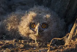 Drucke von Bubo bubo, Adler-Uhu, Adler-Uhu, Atmosphäre, Vögel, Eulen, Extremadura, Jugendlicher, Eulen Spanien Stimmung Strigiformes Vögel Uhu Drucke: Bubo bubo, Adler-Uhu, Adler-Uhu