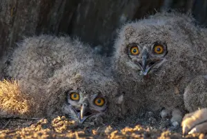 Drucke von Bubo bubo, Adlerauge, Adlerauge, Atmosphäre, Vögel, Eulen, Extremadura, Jugendlicher , Eulen , Spanien , Stimmung , Strigiformes , Vögel Uhu Drucke: Bubo bubo, Adler-Uhu, Adler-Uhu