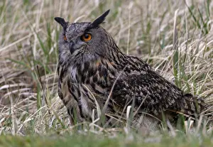 Bilder Datiert 12. März 2024: Eagle owl bubo bubo print