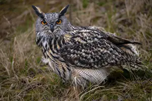 Bilder Datiert 12. März 2024: Eagle owl print bubo bubo