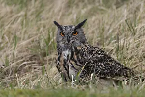 Bilder Datiert 12. März 2024: Eagle owl print bubo bubo