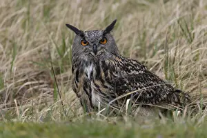 Bilder Datiert 12. März 2024: Eagle owl print bubo bubo