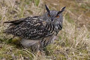 Bilder Datiert 12. März 2024: Eagle owl print bubo bubo