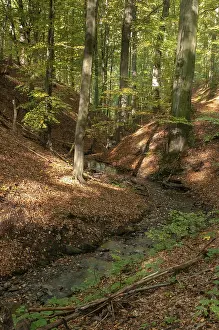 Old Man With Beard In Nature Drucke: Buchenberg, Germany, Greiz, Thuringia