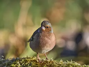 Uninhabited Island Drucke: Buchfink