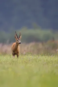 Deserted Forest Glade Drucke: Buck deer in a clearing