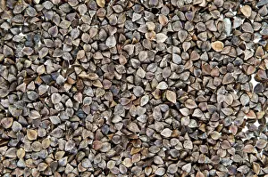 Full Frame Image Drucke: Buckwheat seeds