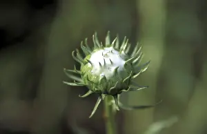 Europe Nature Photos Drucke: Bud
