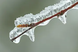 Close Up Winter Scene Drucke: Bud enclosed in a layer of ice