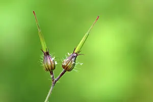 Cranesbill Flower Drucke: Bud of a Herb Robert, Red Robin