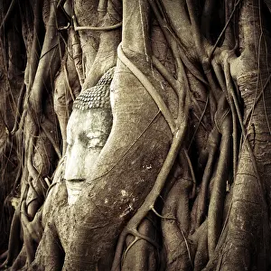 UNESCO World Heritage Site Ayutthaya Drucke: Buddha Head hidden in the tree roots