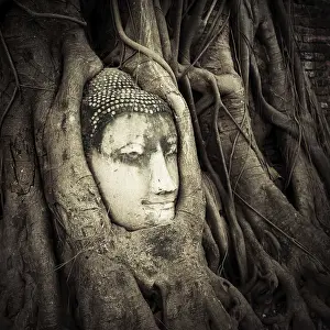Southeast Asia Temple Architecture Drucke: Buddha Head hidden in the tree roots