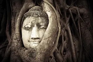 Wat Mahathat Thailand Drucke: Buddha Head hidden in the tree roots