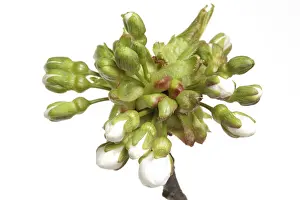 Stone Fruit Nutrition Drucke: Budding of the cherry