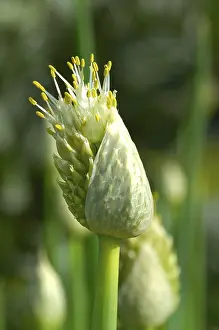 Close Up Blossom Drucke: Budding Green onion, Spring onion