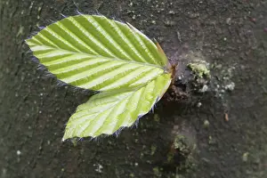 Fagus Sylvatica Images Drucke: Budding leaves of the Common beech (Fagus sylvatica) on the tree trunk
