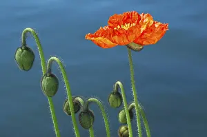Close Up Poppies Drucke: Budding poppies