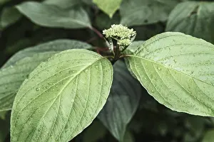 Bilder Datiert 20. Juni 2024: Blüten und Blätter einer Hydrangea nach dem Regen.
