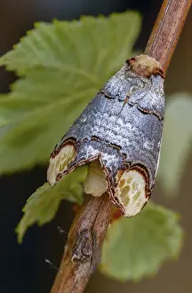 Lepidopteran Fauna Images Drucke: Buff tip, moonspot, moonbird, phalera bucephala