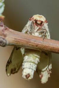 Lepidopteran Fauna Images Drucke: Buff tip, moonspot, moonbird, phalera bucephala