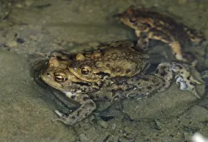 Animal Social Behaviour Drucke: Bufo bufo, common toad, amphibians