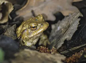 Common Toad Drucke: Bufo bufo, common toad, amphibians