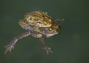 Wildlife Photography Of Toads Drucke: Bufo bufo, common toad, amphibians