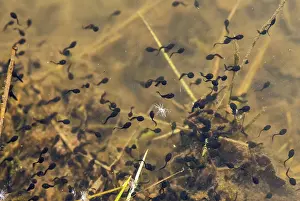 Batrachian Wildlife Drucke: Bufo bufo, common toad, amphibians