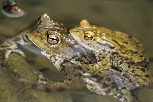 Common Toad Drucke: Bufo bufo, common toad, amphibians